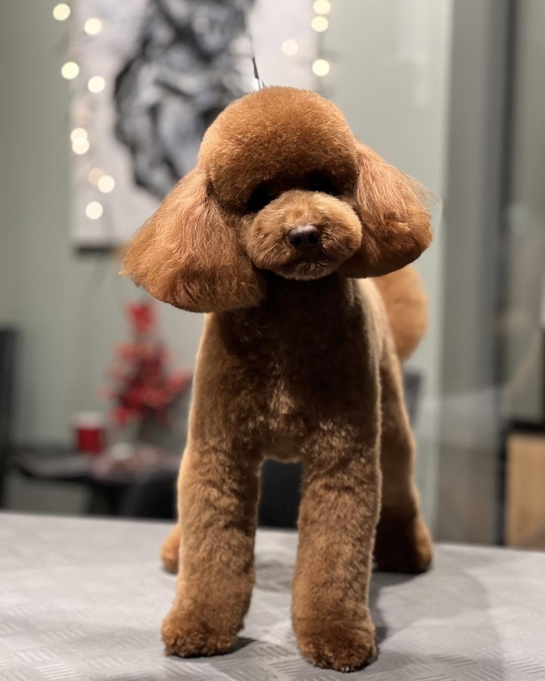 Before and after grooming